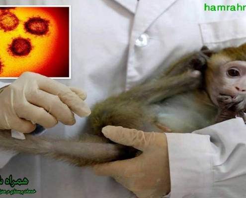 آنچه باید درباره ی آبله ی میمون دانست